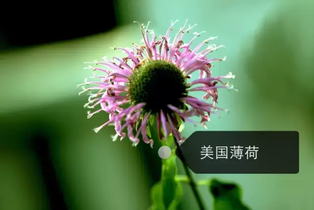 150种鲜花图谱大全，挑战你的识花能力！-图7